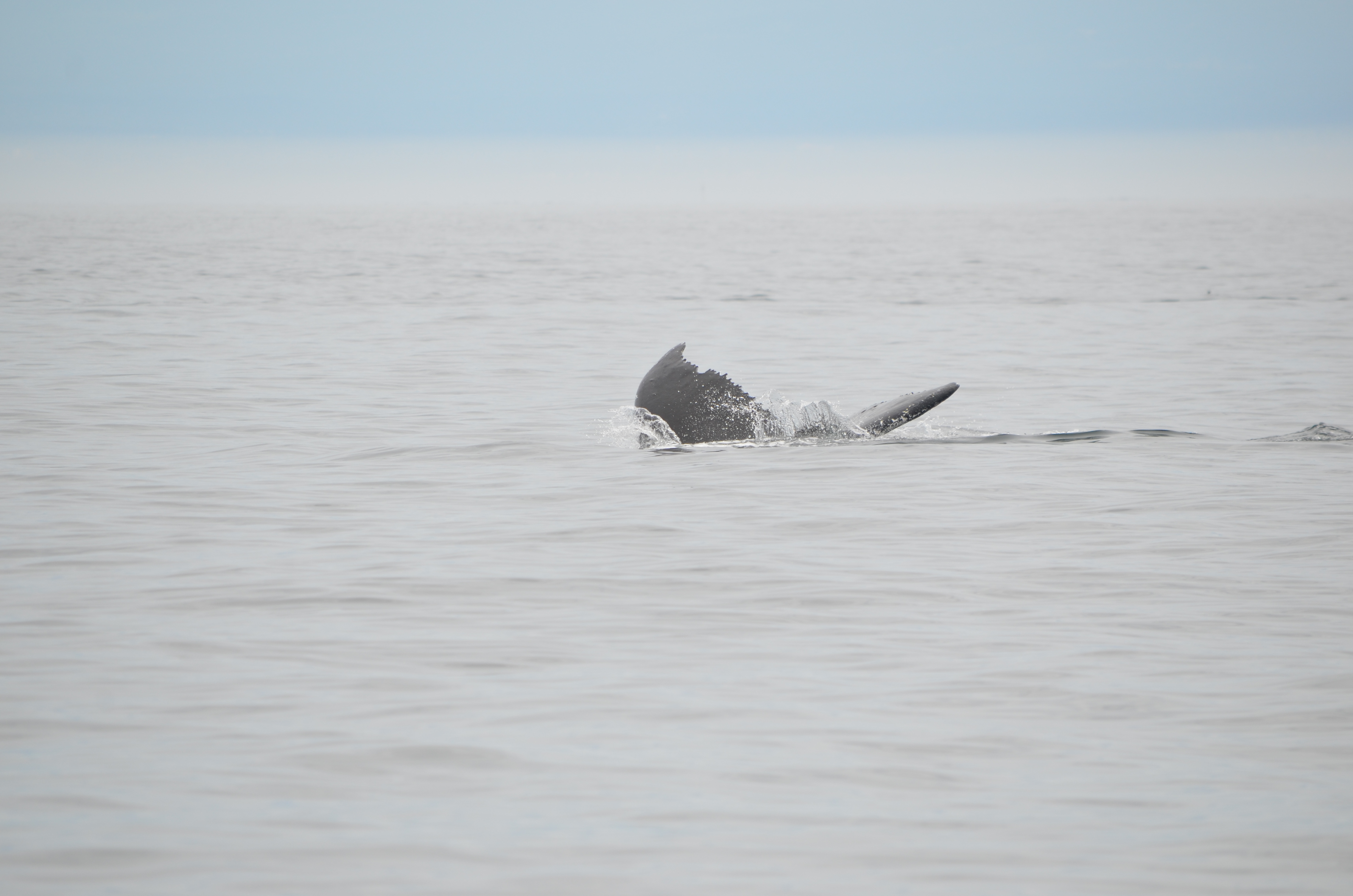 photos/wildlife/Mammal_Species/Humpback Whale/DSC_0156.JPG